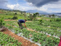 Pabrik AQUA Solok Bantu Masyarakat Jorong Kayu Jao Bangun Agrowisata Strawberry