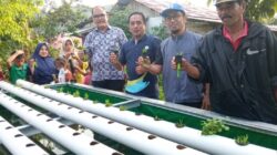 Pabrik AQUA Solok Bantu Petani Kembangkan Sistem Aquaponik, Hasil Panen Meningkat
