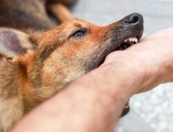 Pemko Padang Siapkan Langkah Cepat Sikapi Ancaman Anjing Gila