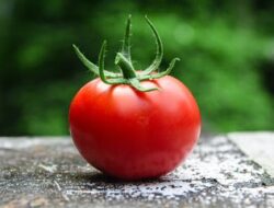 Kaya Nutrisi, Ini Lima Manfaat Tomat Bagi Kesehatan Tubuh