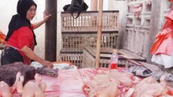 Daging Ayam dan Tiga Komoditas Pangan Lainnya di Padang Panjang Turun Harga