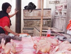 Daging Ayam dan Tiga Komoditas Pangan Lainnya di Padang Panjang Turun Harga