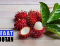 Tak Disangka, Ini Lima Manfaat Buah Rambutan Bagi Kesehatan Tubuh