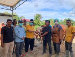 Perdana, Presiden Republik Indonesia Berkurban Sapi Seberat 1 Ton di Pasaman Barat