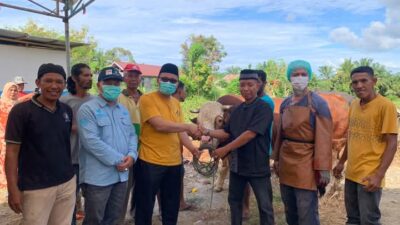 Perdana, Presiden Republik Indonesia Berkurban Sapi Seberat 1 Ton di Pasaman Barat